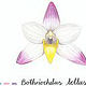 Orquidea Bothriochilus