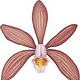 Cattleya forbesii-VB