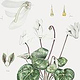 Cyclamen persicum var.unknown – Victoria Beyer