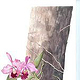 Cattleya forbesii