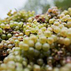 Weingut Schier