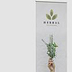 Herbal Naturkosmetik – Rollup