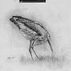 Storch, Studie (Bleistift)