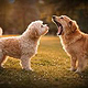 AI Commercial – Pet & Lifestyle