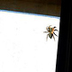 The Spider