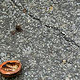 The Walnut shell