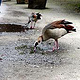 The thirsty geese
