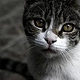 The random street cat in the Laleh Park in Tehran