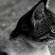 The random street cat in the Laleh Park in Tehran