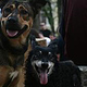 Doggies of Zagreb