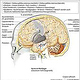 Neurologie Taschenatlas Thieme
