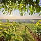 Weinberge der Südpfalz